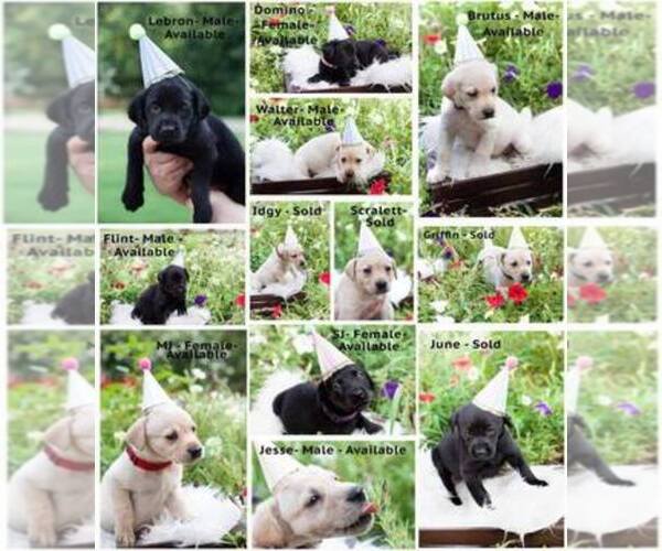 Medium Photo #1  Breeder Profile in CANTON, GA, USA