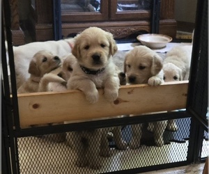 Golden Retriever Dog Breeder near EUGENE, OR, USA