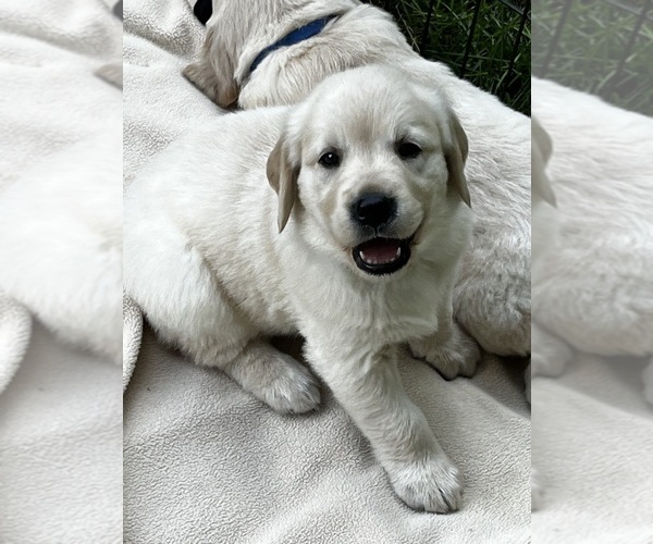 Medium Photo #1  Breeder Profile in LEBANON, CT, USA
