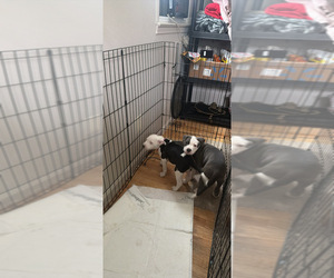 Bull-Boxer Dog Breeder near PEARL RIVER, NY, USA