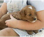 Small #6 Breeder Profile image