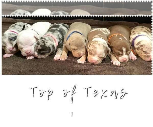 Medium Photo #10  Breeder Profile in HOWE, TX, USA