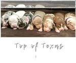 Small Photo #10  Breeder Profile in HOWE, TX, USA