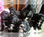 Small breeder photo