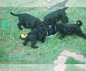 Main photo of Schnauzer (Giant) Dog Breeder near FARMERSVILLE, TX, USA