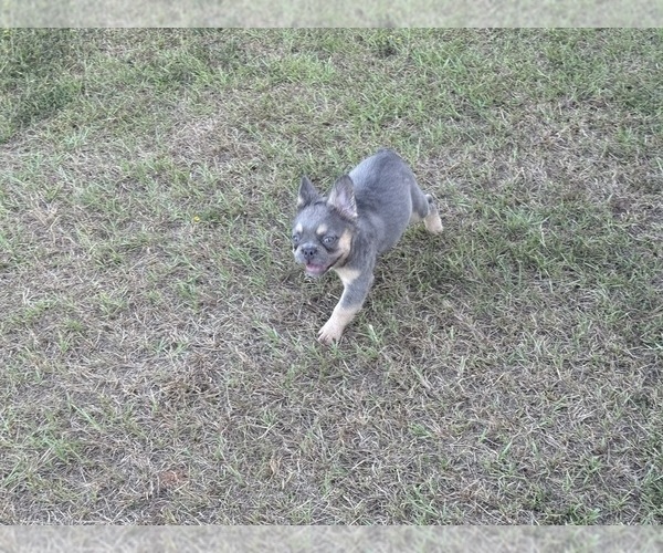 Medium Photo #9  Breeder Profile in LONGVIEW, TX, USA