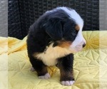 Small #1 Breeder Profile image