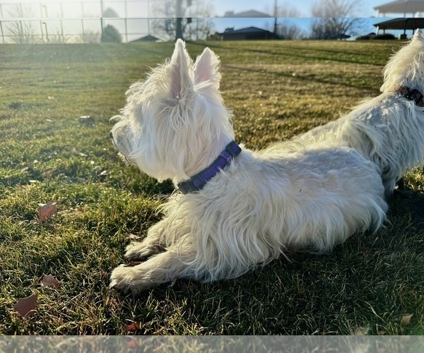 Medium Photo #7  Breeder Profile in PRESCOTT VALLEY, AZ, USA