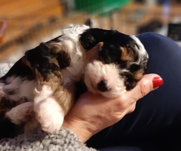 Medium Photo #5  Breeder Profile in DAYTON, PA, USA