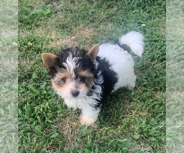 Medium Photo #4  Breeder Profile in MARYSVILLE, KS, USA