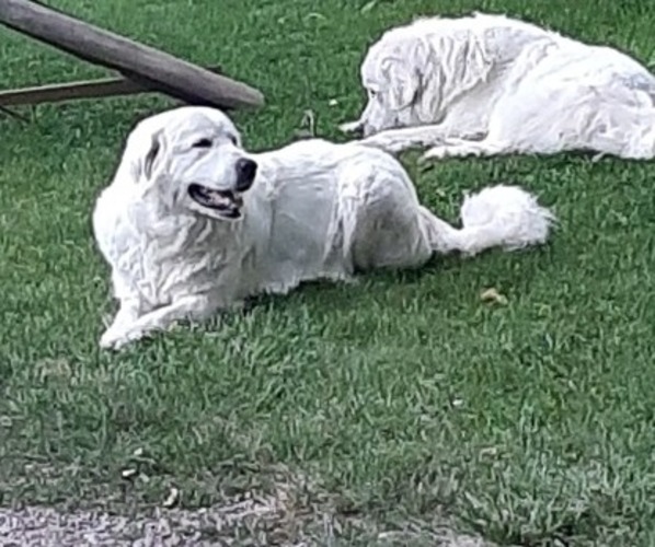 Medium Photo #1  Breeder Profile in RONAN, MT, USA