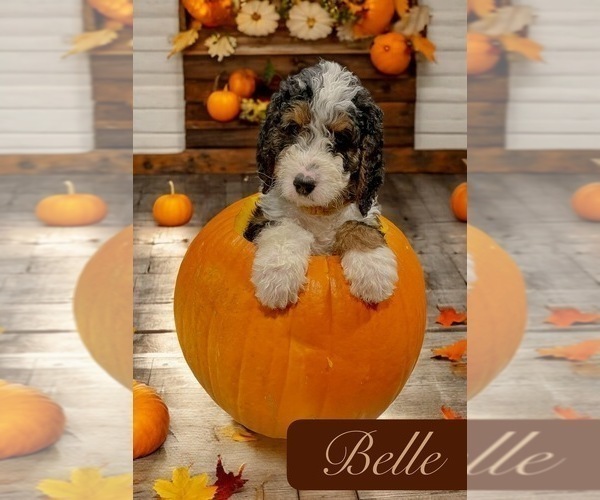 Medium Photo #8  Breeder Profile in MENIFEE, CA, USA