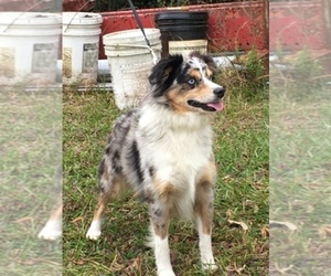 Main photo of Miniature Australian Shepherd Dog Breeder near FORT MEADE, FL, USA