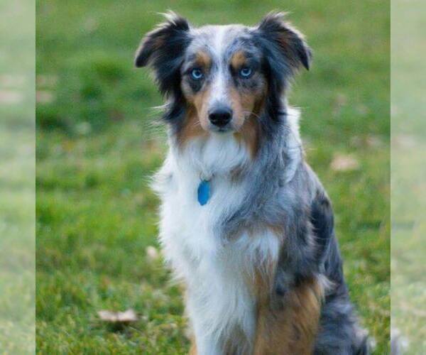 Medium Photo #1  Breeder Profile in GOLD HILL, OR, USA