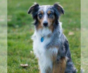 Miniature Australian Shepherd Dog Breeder near GOLD HILL, OR, USA