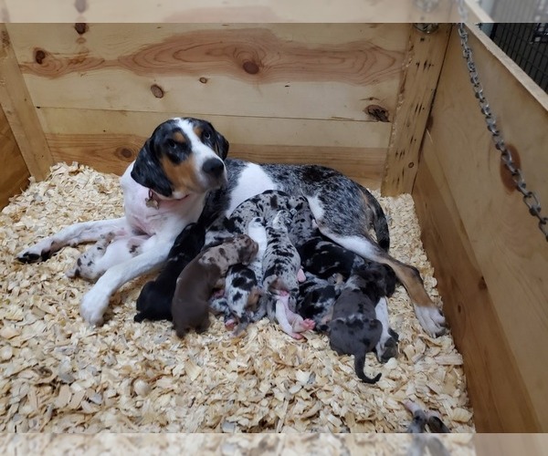 Medium Photo #4  Breeder Profile in CUMBY, TX, USA