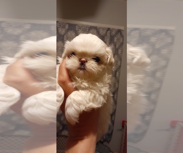 Medium Photo #1  Breeder Profile in JACKSONVILLE, NC, USA