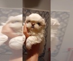 Small breeder photo