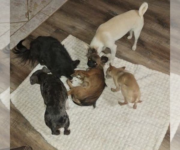 Medium Photo #9  Breeder Profile in KIRKLAND, AZ, USA