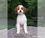 Small #5 Breeder Profile image