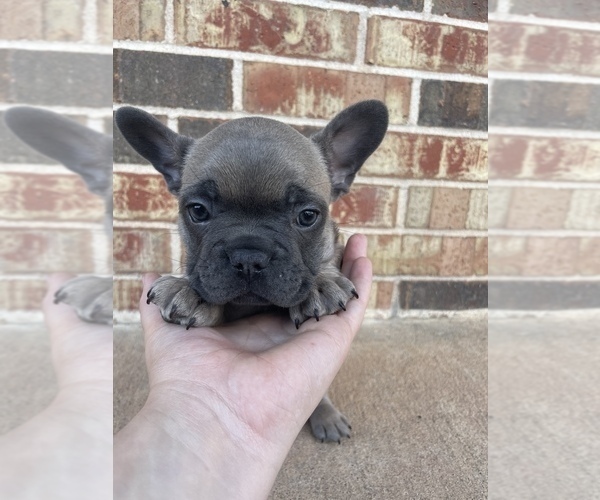Medium Photo #1  Breeder Profile in EUCHA, OK, USA
