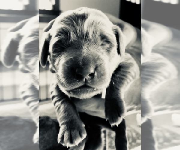 Medium Photo #1  Breeder Profile in NORTH SALEM, NY, USA