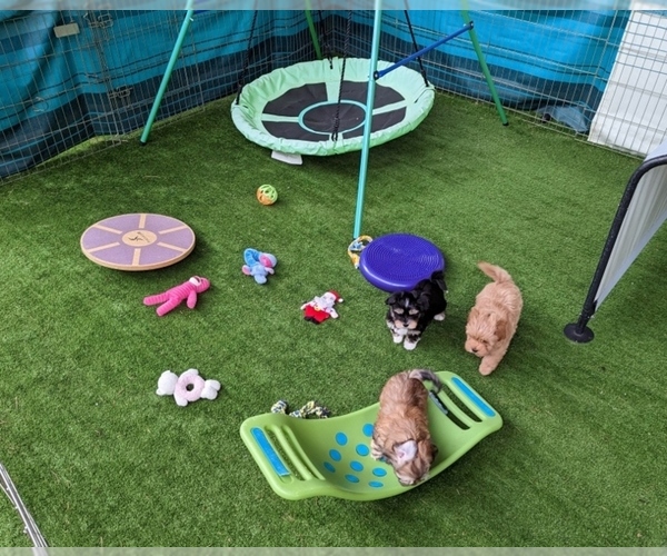 Medium Photo #10  Breeder Profile in POST FALLS, ID, USA