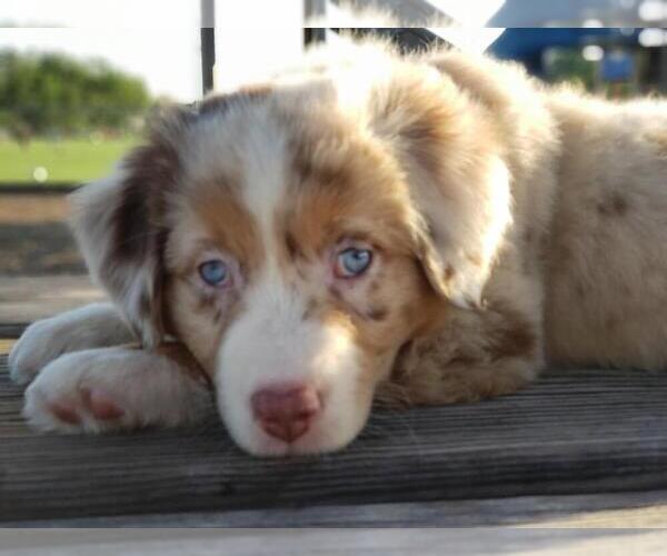 Medium Photo #27  Breeder Profile in LAKELAND, FL, USA