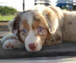 Small #26 Breeder Profile image