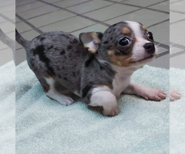 Medium Photo #73  Breeder Profile in TWINING, MI, USA