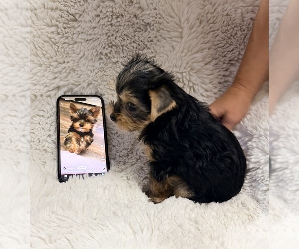 Medium Photo #8  Breeder Profile in ROCKLIN, CA, USA