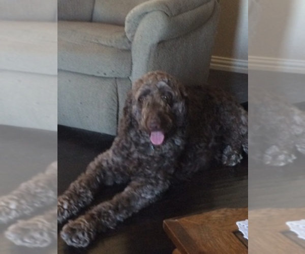 Medium Photo #1  Breeder Profile in GODLEY, TX, USA