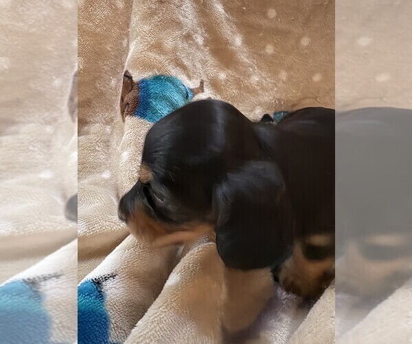 Medium Photo #4  Breeder Profile in BLAIRSVILLE, PA, USA