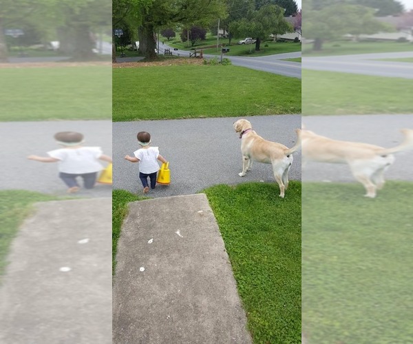Medium Photo #1  Breeder Profile in LITITZ, PA, USA