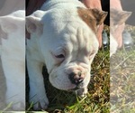 Small #6 Breeder Profile image