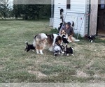 Small #19 Breeder Profile image