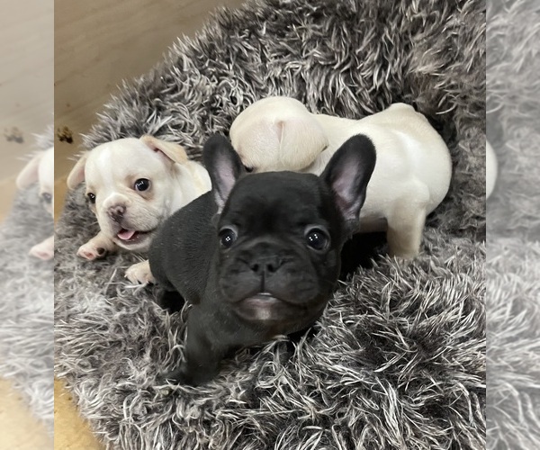 Medium Photo #4  Breeder Profile in CLEARWATER, FL, USA