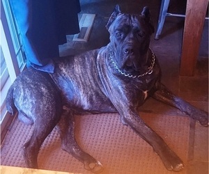 Cane Corso Dog Breeder near NUNICA, MI, USA