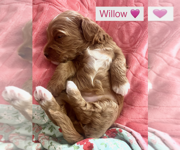 Medium Photo #15  Breeder Profile in NEPHI, UT, USA