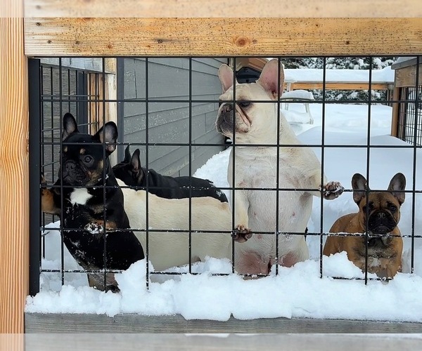 Medium Photo #45  Breeder Profile in KALISPELL, MT, USA
