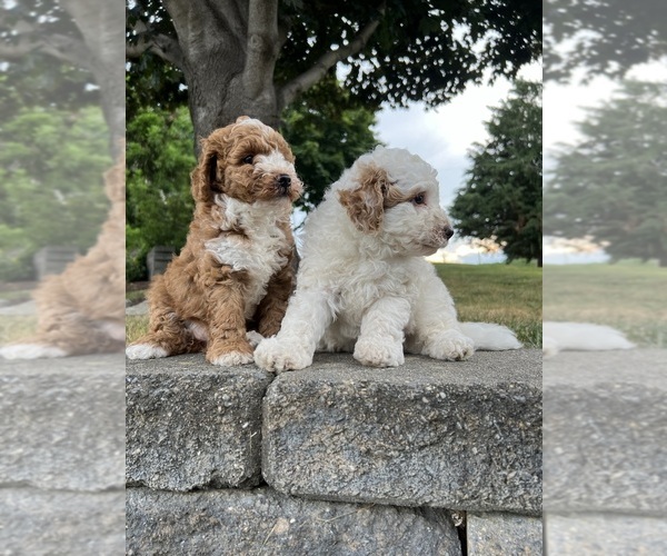 Medium Photo #1  Breeder Profile in HONEY BROOK, PA, USA