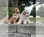 Small breeder photo