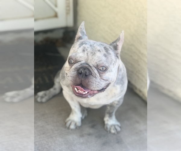 Medium Photo #6  Breeder Profile in PHOENIX, AZ, USA