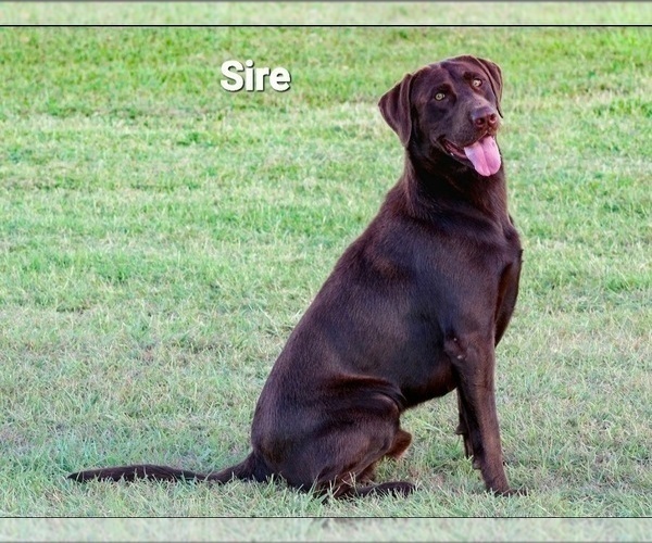 Medium Photo #6  Breeder Profile in JOSHUA, TX, USA