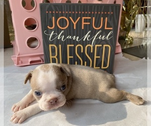 Boston Terrier Dog Breeder near EL DORADO, AR, USA