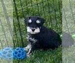 Small #1 Breeder Profile image