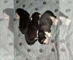 Small #41 Breeder Profile image
