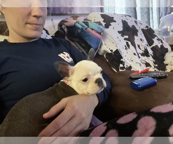 Medium Photo #18  Breeder Profile in BUCHANAN, VA, USA
