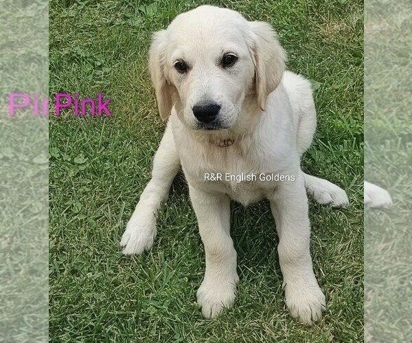 Medium Photo #14  Breeder Profile in BROWNSTOWN, MI, USA
