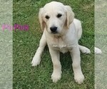 Small #13 Breeder Profile image